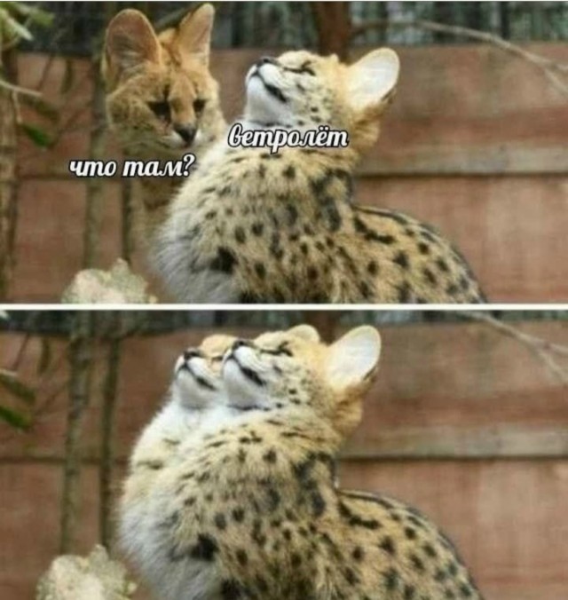 картинка e5e4424743 20869216