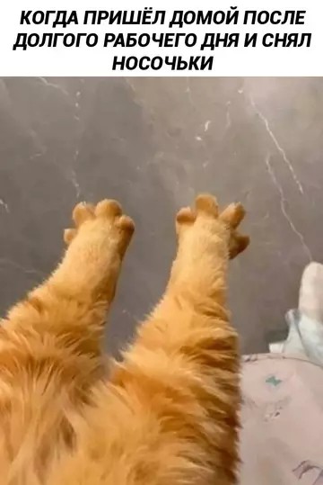 картинка e81d3b86c7 20914568