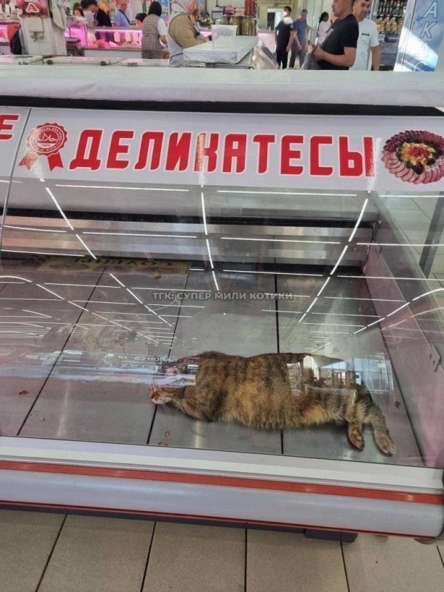 картинка ea5a51c6dc 20868208