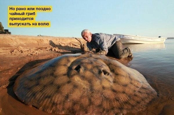 Ура, пятница! 🥳 Заряд позитива для идеального начала выходных пятница, смешных, пятницу, сделают, точно, шутки, настроения, хорошего, заряду, Приготовьтесь, позитивных, надписями, картинок, мемов, самых, неделю, порцию, новую, подготовили, позитивным