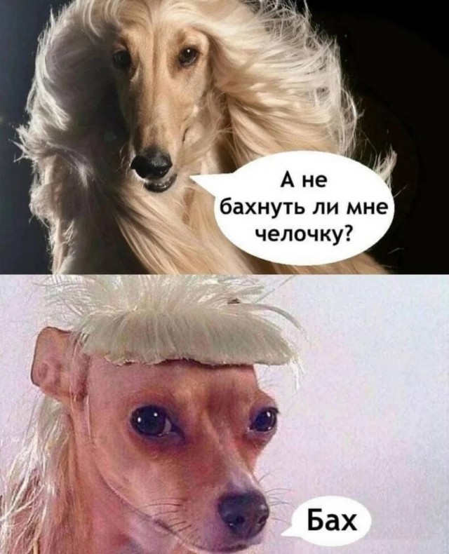 Устали от будней? Хочется улыбнуться? Тогда вам сюда! собрали, просто, делитесь, смейтесь, Листайте, позитива, настроение, отличное, Гарантируем, наслаждайтесь, заботах, свежую, Забудьте, надписями, картинках, мемах, юмора, отборного, самого, порцию