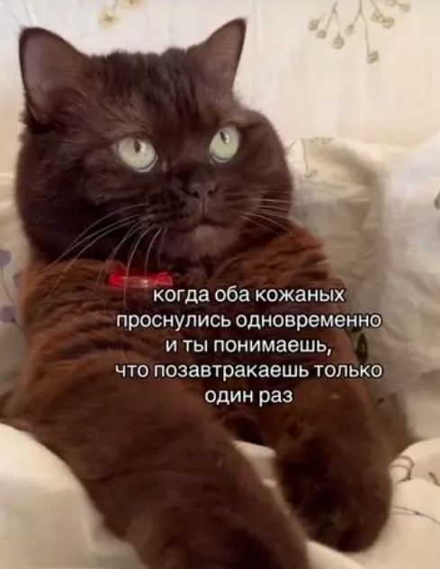 картинка f6ac29fc4f 20868836