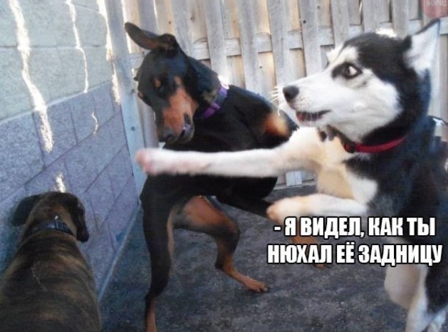 картинка fe734b29d9 chernyj jumor dlja izbrannyh podborka shutok ne dlja slabonervnyh 26