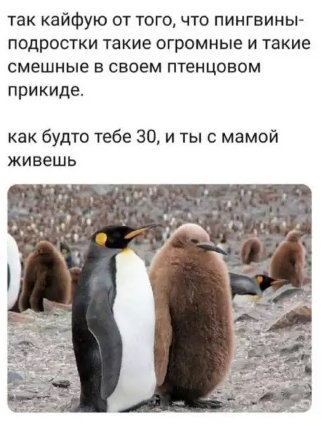 Улыбнитесь шире! Новый сборник шуток и приколов уже здесь, чтобы поднять вам настроение! каждая, Тогда, настроения, Устали, поездку, Готовы, веселья, искреннего, минут, несколько, подарят, просто, скрасят, скучную, смеха, тяжелого, после, расслабиться, помогут, ситуации