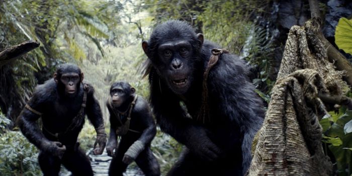 «Гражданская война» среди шимпанзе в Уганде: беспрецедентный раскол в сообществе приматов