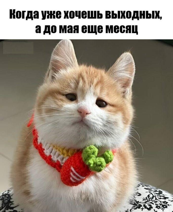 картинка 0be629b2ca bolshoj sbornik otbornogo jumora v pjatnicu 41