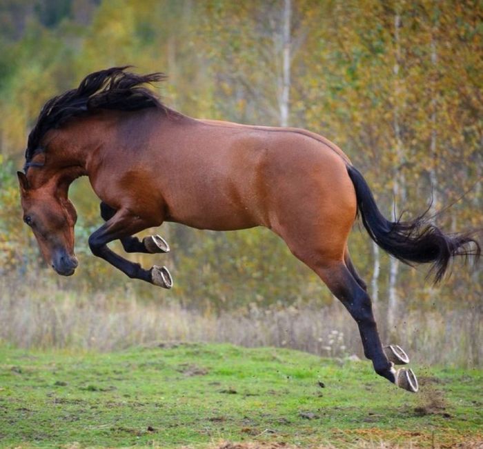 Почему нельзя поить лошадь сразу после скачки