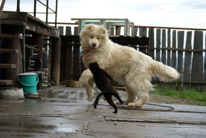 картинка 13d1615b89 vnimanie objavlena malenkaja pjatnica 12