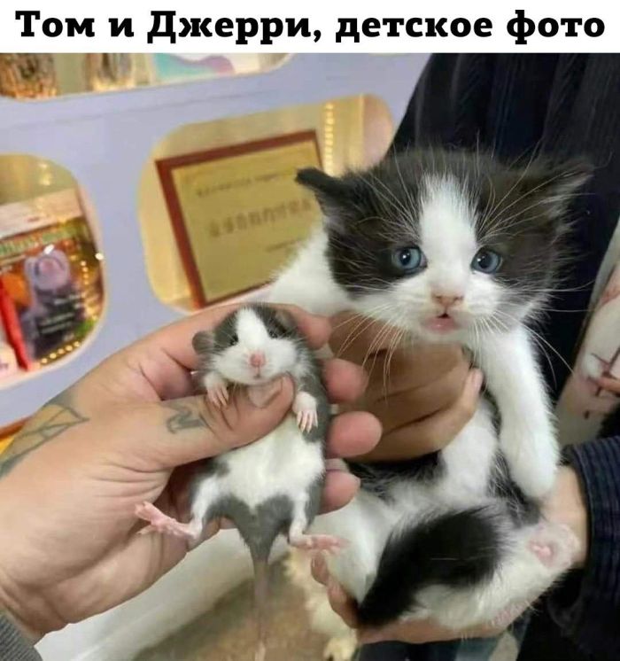 картинка 1857358b48 1776399205