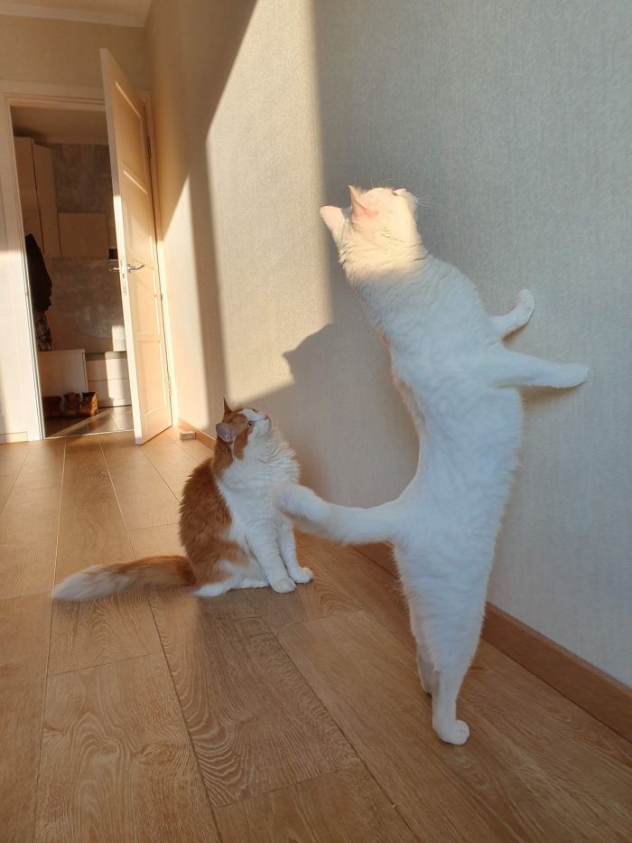 Ура, пятница! 🥳 Заряд позитива для идеального начала выходных пятница, смешных, пятницу, сделают, точно, шутки, настроения, хорошего, заряду, Приготовьтесь, позитивных, надписями, картинок, мемов, самых, неделю, порцию, новую, подготовили, позитивным