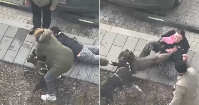 В Янино разгорелась настоящая собачья битва: горячий кофе стал неожиданным спасителем