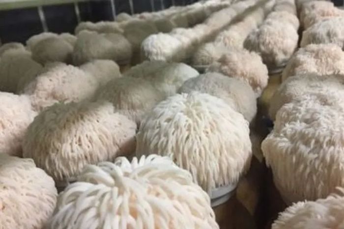 «Львиная грива»: гриб, который может помочь мозгу