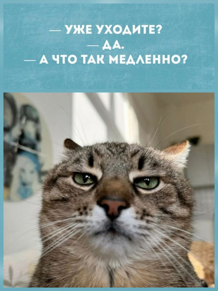 Улыбнитесь шире! Новый сборник шуток и приколов уже здесь, чтобы поднять вам настроение! каждая, Тогда, настроения, Устали, поездку, Готовы, веселья, искреннего, минут, несколько, подарят, просто, скрасят, скучную, смеха, тяжелого, после, расслабиться, помогут, ситуации