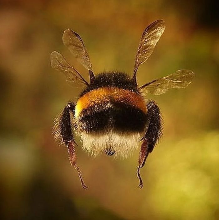 Шмель, NASA и сила веры в себя
