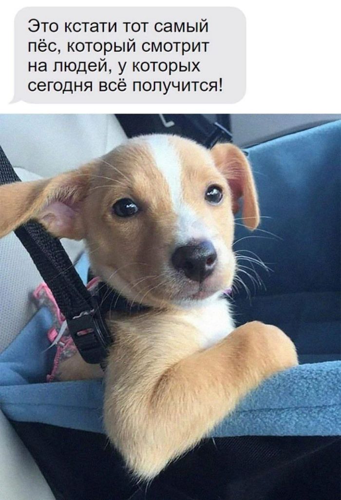 Островки юмора в бурю проблем: подборка мемов и остроумных комментариев для поднятия настроения самые, расслабиться, позитива, моменты, улыбку, юмора, улыбнуться, подарят, комментарий, шутка, каждый, пусть, дальше, листайте, Тогда, Бывают, Готовы, смеха, доктором, персональным