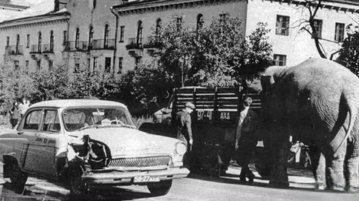 Необычный гость в Архангельске: слониха Рези и таксист, который спешил
