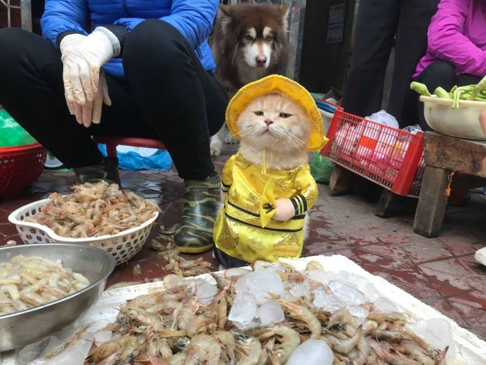 картинка 7eaadfc9c2 vnimanie objavlena malenkaja pjatnica 1