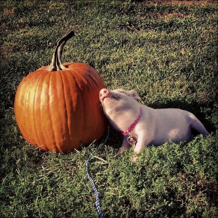 картинка a03fb9eb7d ura pjatnica zarjazhaemsja pozitivom pered vyhodnymi 12