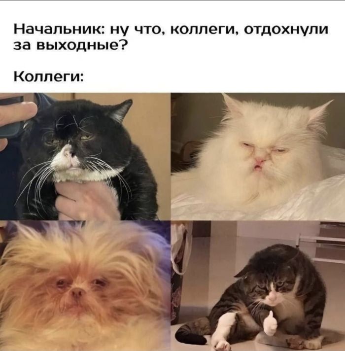 Утро начинается с улыбки! ☀️ Свежая порция мемов для отличного настроения!