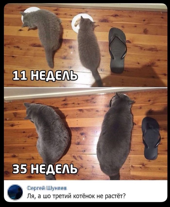 картинка bfd257afda samye smeshnye memy i kommentarii zarjad pozitiva na ves den 5