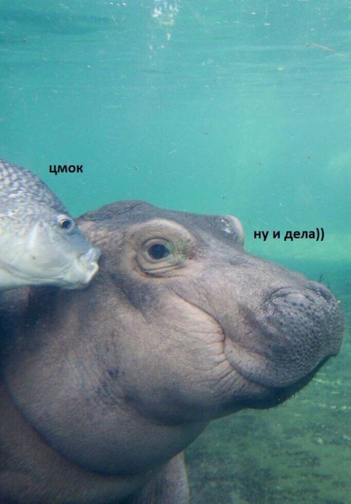 картинка d2b8c8acfe vnimanie jumor ne dlja vseh 9