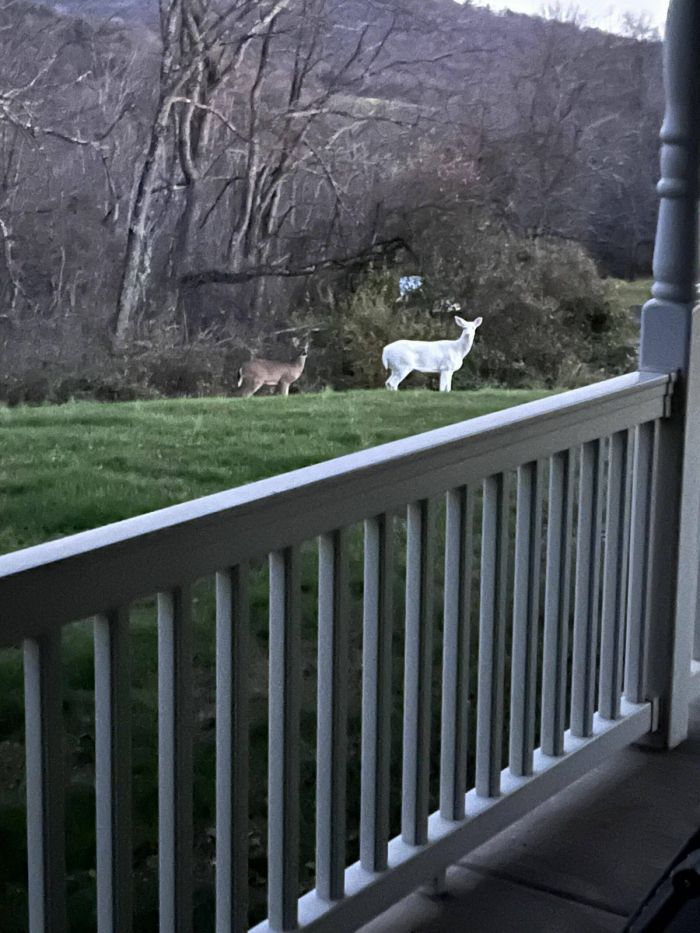 картинка d97e4fdcf2 vnimanie objavlena malenkaja pjatnica 8