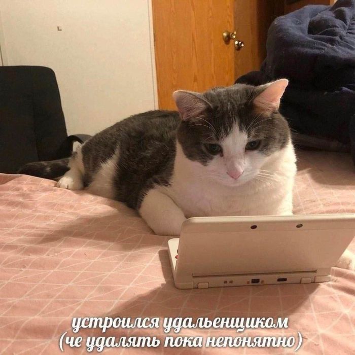 картинка f5fcc9aafd vnimanie objavlena malenkaja pjatnica 11