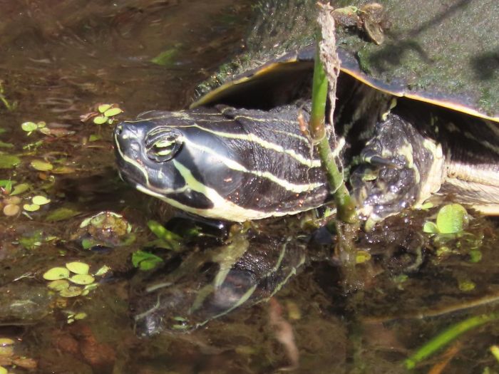 картинка f7c814e7a3 vnimanie objavlena malenkaja pjatnica 7