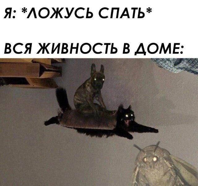 картинка 0a0bfba9d0 20956552
