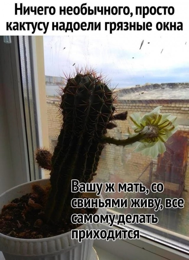 картинка 13064e8259 20936746