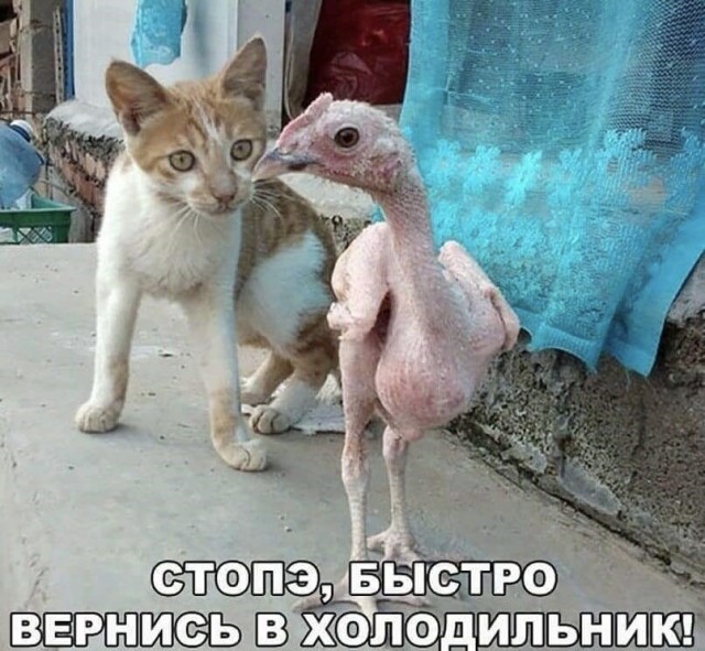 картинка 23fc2f4bf2 20938522