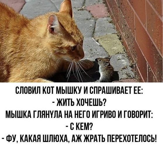 картинка 2c607cd1f5 20938525
