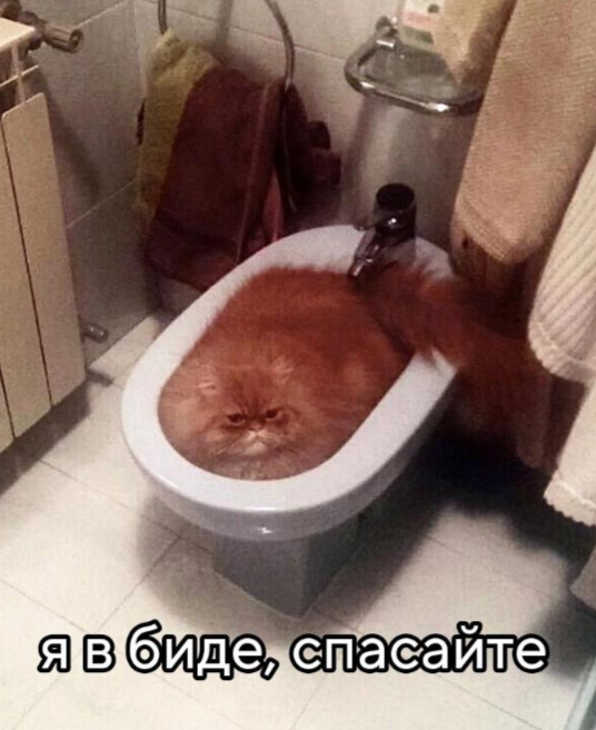 картинка 555ab87114 00