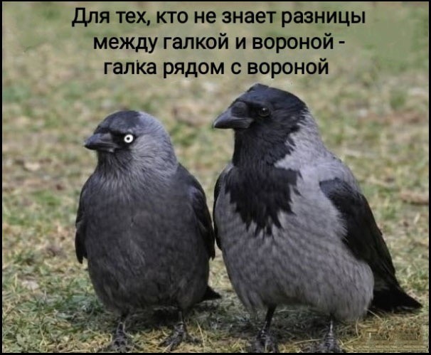 картинка 601db46524 20955912