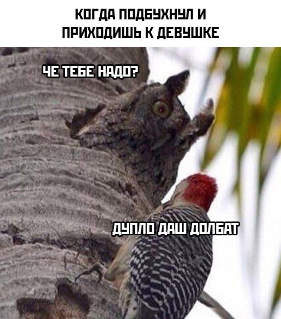 картинка 6c3e9511ce chernyj jumor dlja teh kto ne boitsja zagljanut za gran 15