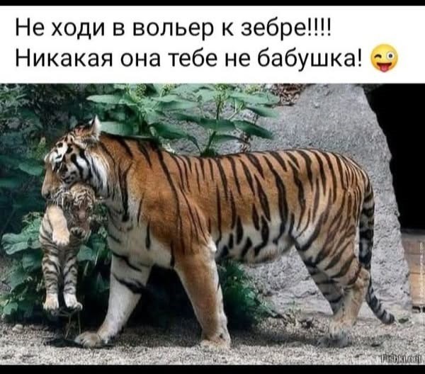 картинка 8124738a8a 20987335