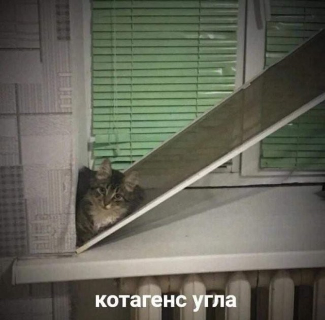 картинка 8131e75f76 20986116