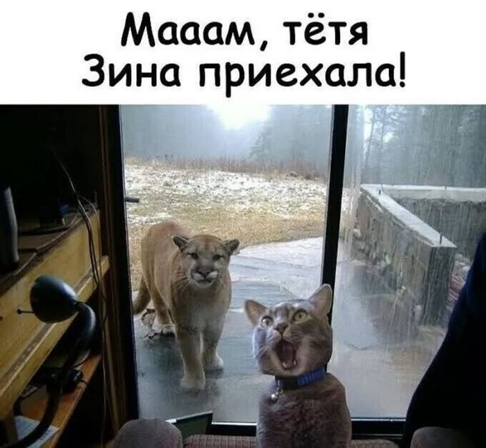 картинка 8dafec0726 svezhaja porcija ubojnogo jumora 9