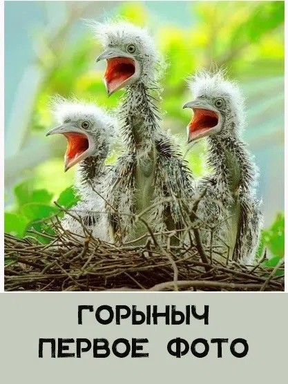 картинка 9273644240 20955900