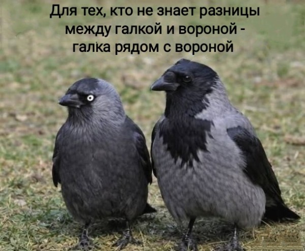 картинка b3586a9a24 20938650