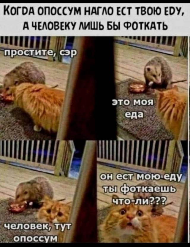 картинка c25d594d57 20937291