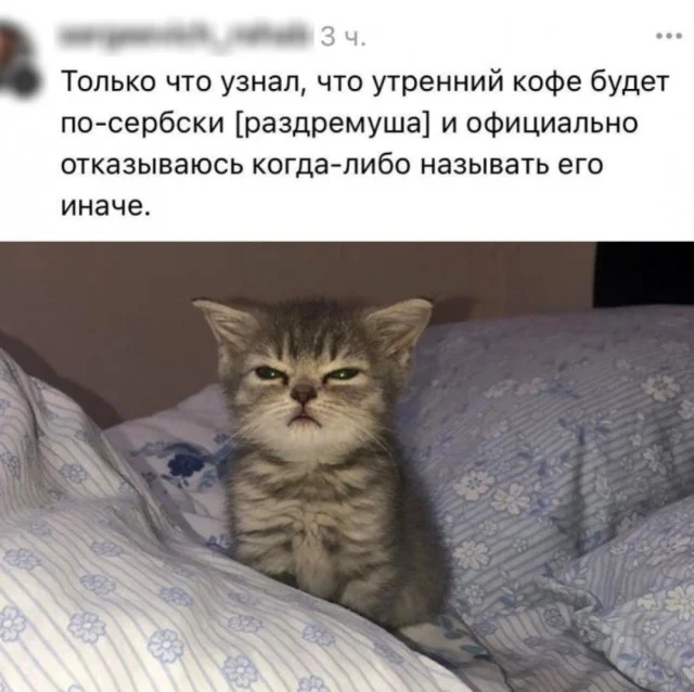 картинка c66ec50268 samyj smeshnoj jumor dlja vashego nastroenija 4
