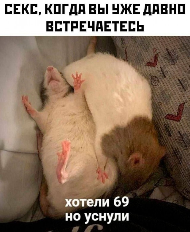 картинка d91b2c61c4 20954812