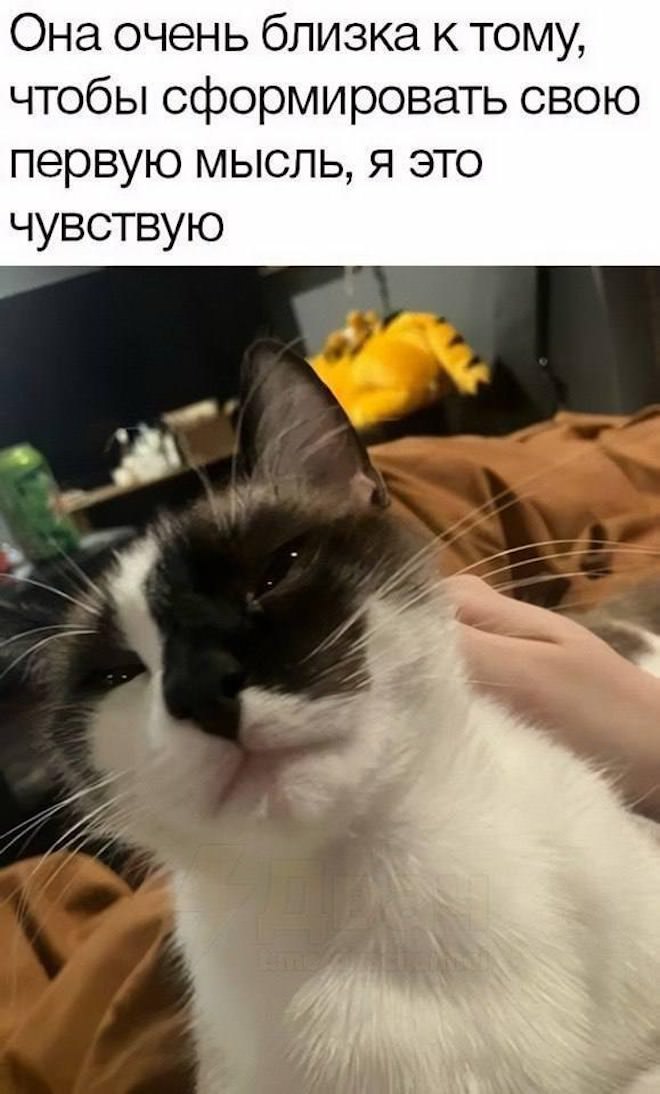 картинка de494ab448 novye memy i kommenty iz socsetej vse samoe smeshnoe sobrano dlja vas 14