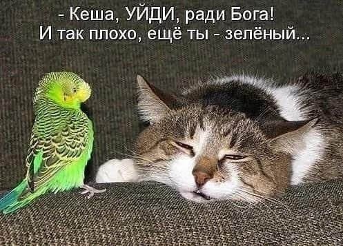 картинка defb9c5e34 20953308