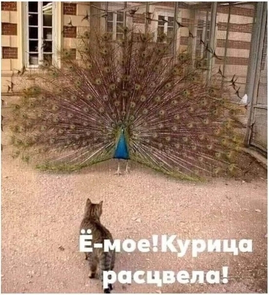 Маленькая пятница уже здесь! 🎉 Лови порцию свежих шуток и мемов, чтобы пережить середину недели с улыбкой! шутки, чтобы, маленькая, приколы, пятница, выходных, настроения, недели, самые, Готовьтесь, которые, самый, совсем, повороты, каждый, работу, нашел, чтото, душеСитуативные, 😉Неожиданные