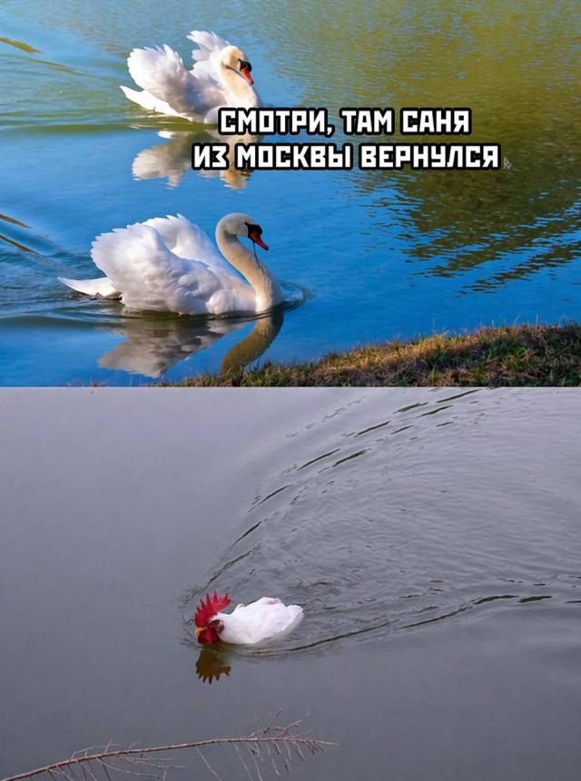 картинка e64cc64a9c 20939730