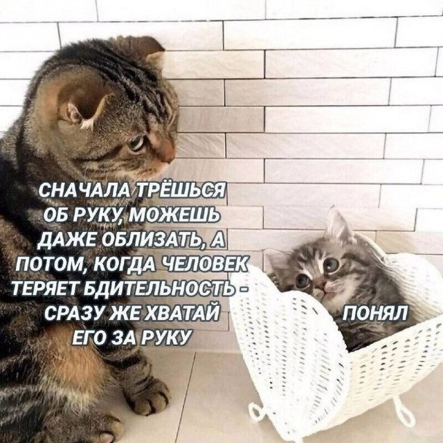 картинка ee526b4c21 20937287