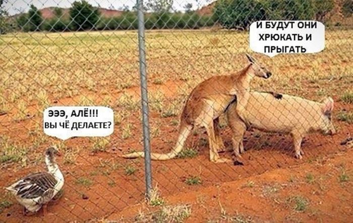 картинка 2aa04a4117 0000