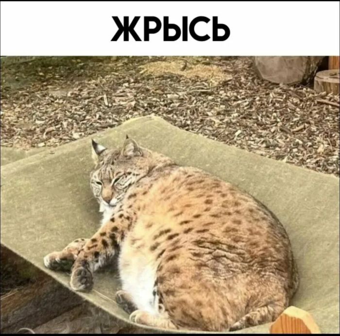 картинка 429c98c190 00000000